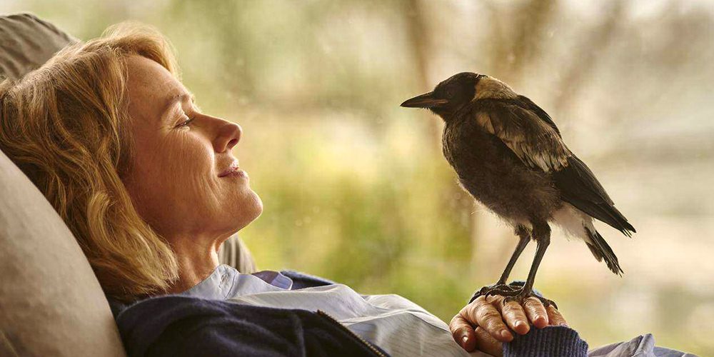 Penguin bloom. L'uccellino che salvò la nostra famiglia. Ediz